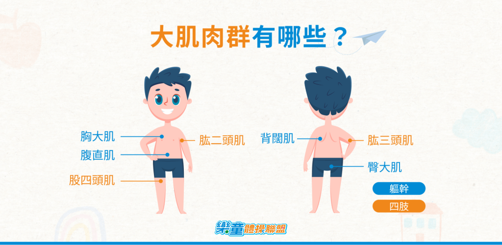 大肌肉群有哪些?